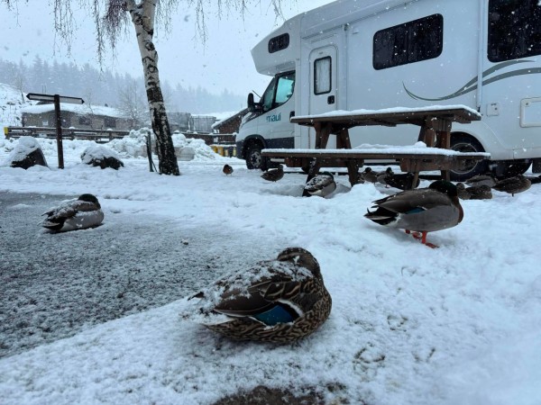 snow caravan tekapo