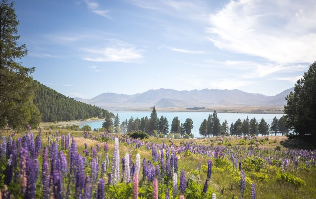 View Of The Lake Tekapo With Lupins And Trees