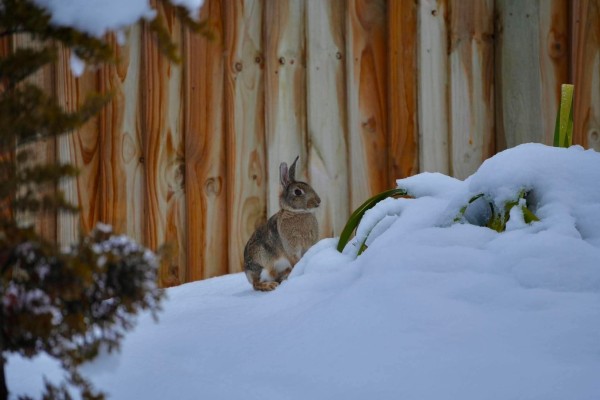 snow tekapo